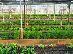 農(nóng)田小氣候觀測(cè)站為什么能增加農(nóng)業(yè)收入？