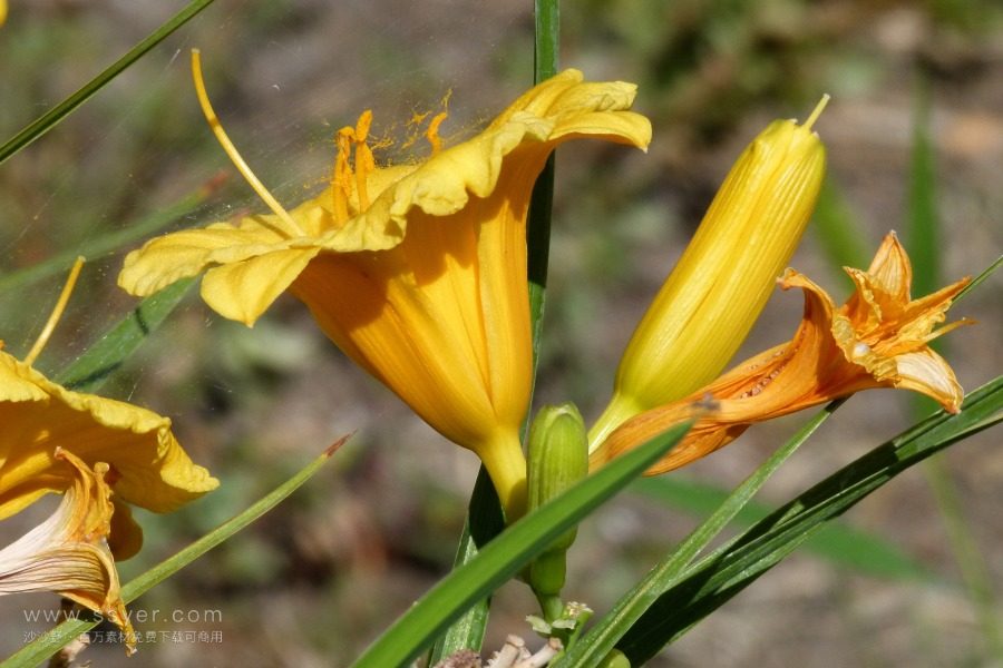 風(fēng)途科技：種植黃花菜需要什么氣候條件？